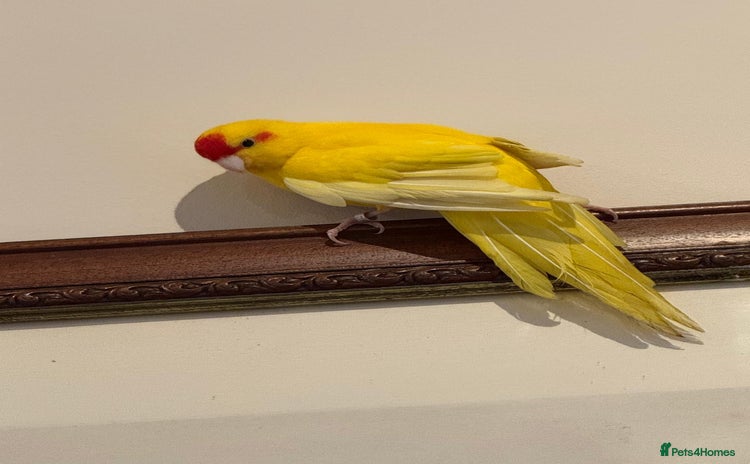 Parakeets birds - Advert 10