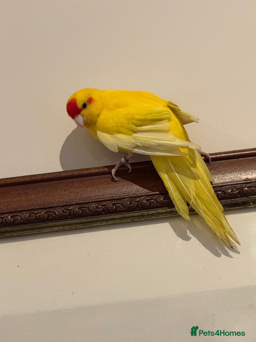 Parakeets birds for sale: Yellow Female Kakariki  - Image 1