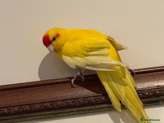 Parakeets birds - Advert 1