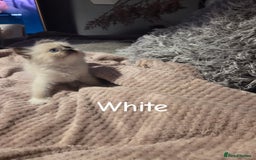 Ragdoll cats for sale: Beautiful Ragdoll Kittens - Image 6