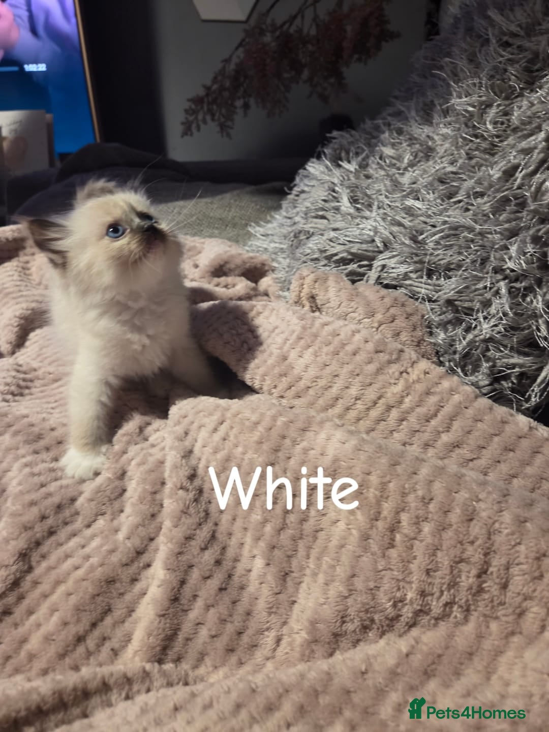 Ragdoll cats for sale: Beautiful Ragdoll Kittens - Image 6