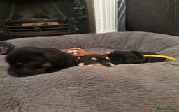 Mixed Breed dogs for sale: Beautiful puppies - Image 7