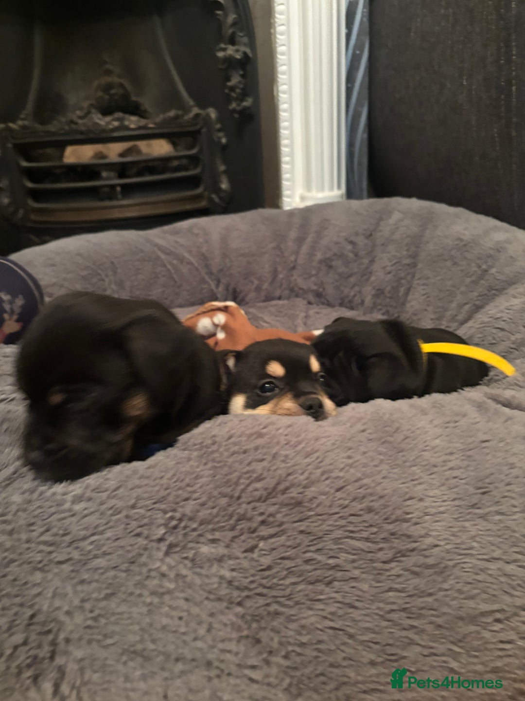 Mixed Breed dogs for sale: Beautiful puppies - Image 7