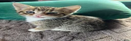 Mixed Breed cats for sale: Mixed breed cheeto kittens  - Advert 3