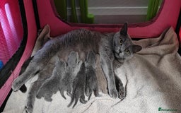 British Shorthair cats for sale: British shorthair blue/lilac kittens  - Image 15