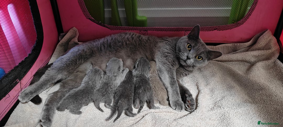 British Shorthair cats for sale: British shorthair blue/lilac kittens  - Image 15
