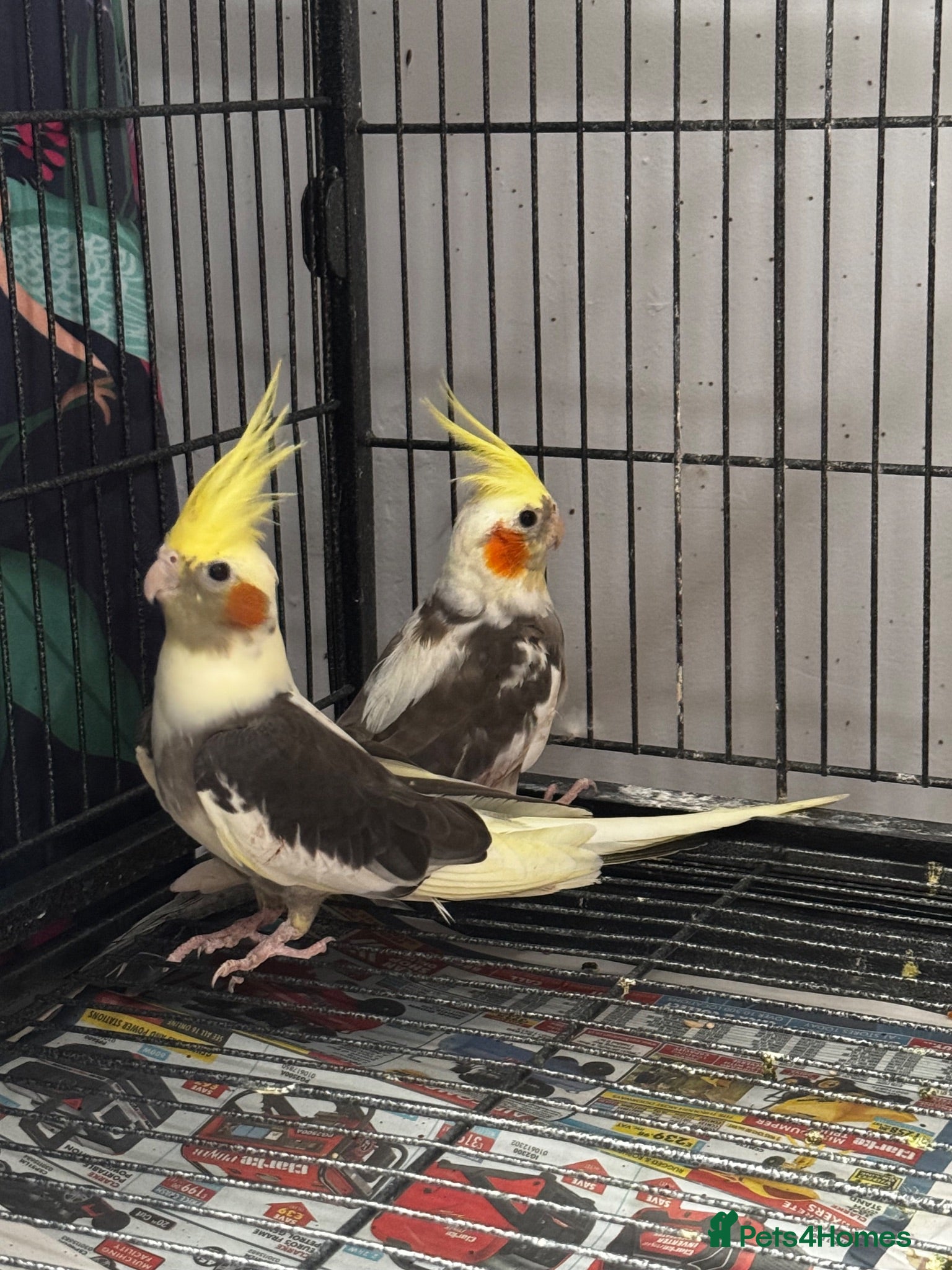 Cockatiels birds Unsexed cockatiels  - Advert 17