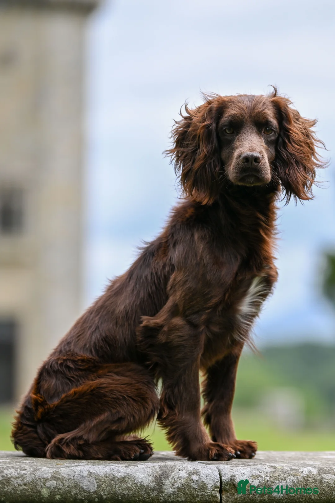 Cocker Spaniel dogs for stud: OFTW Breckmarsh Faron Cocker Spaniel Stud - Choc - Advert 2