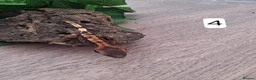 Gecko reptiles for sale: Crested geckos - Advert 7