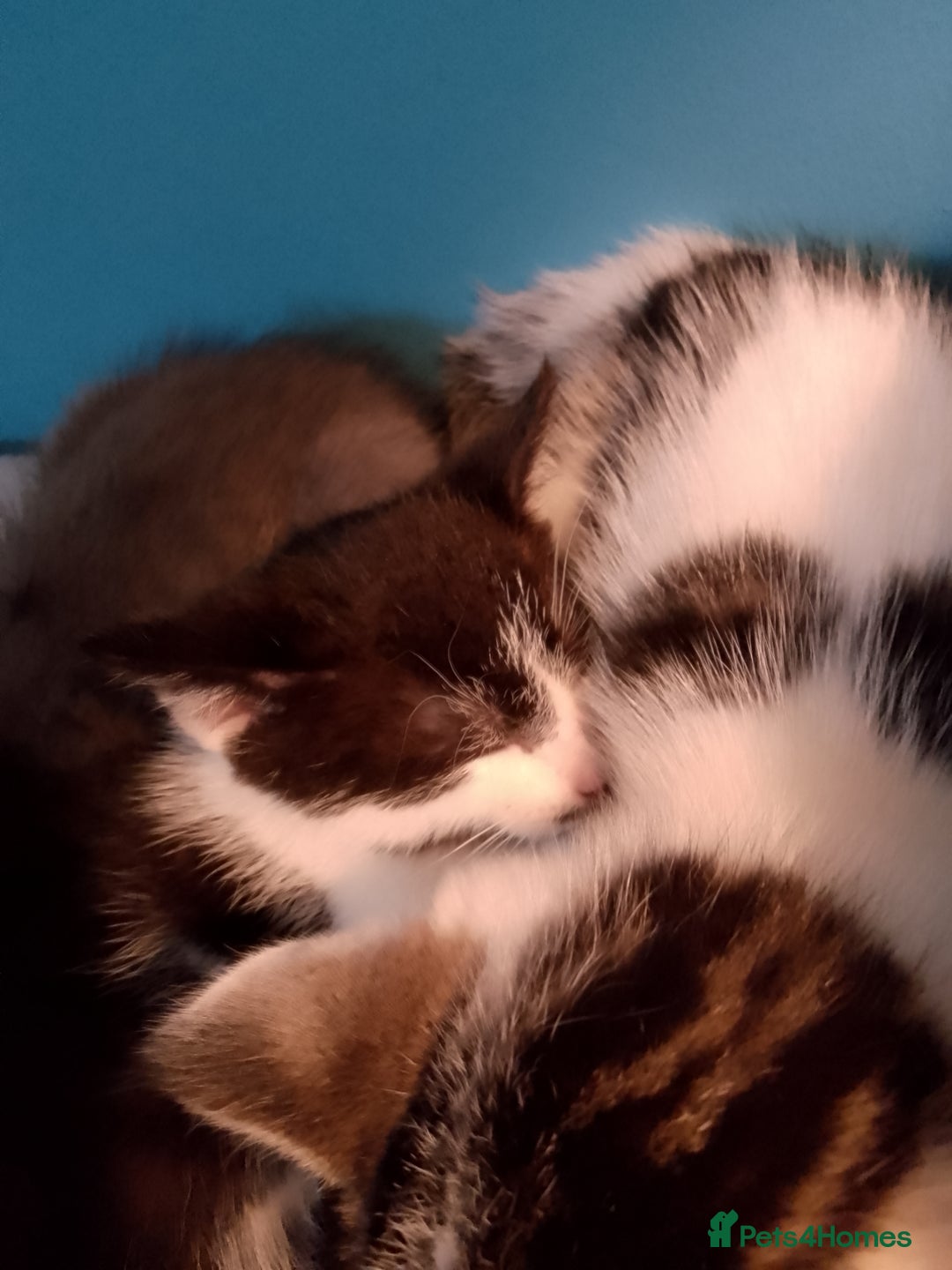 Mixed Breed cats for sale: Beautiful kittens  - Advert 10