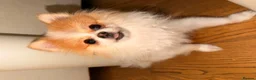 Pomeranian dogs for sale: 1 year old  **  pom in London - Advert 12
