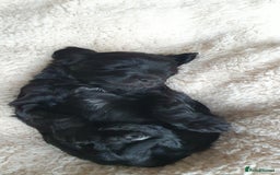 Australian Labradoodle dogs for sale: Health-tested Australian Labradoodle puppies - Image 20