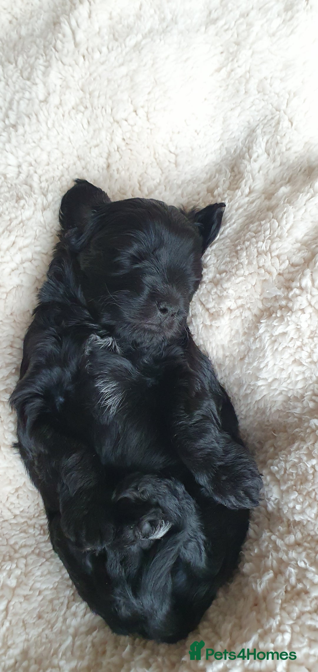 Australian Labradoodle dogs for sale: Health-tested Australian Labradoodle puppies - Image 20