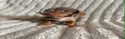 Miniature Dachshund dogs for sale: KC MINIATURE DACHSHUND PUPPIES  - Advert 13