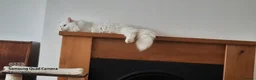 Siberian cats for sale: siberian - Advert 2