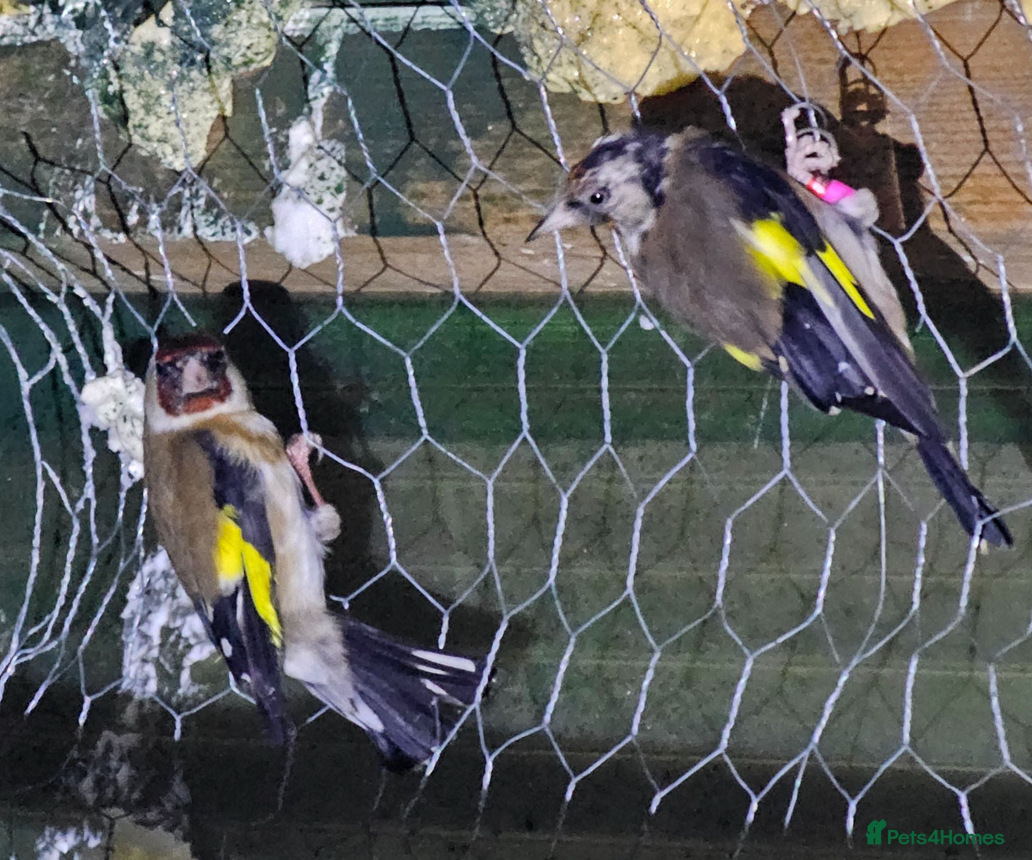 Mixed Breed birds Goldfinch  - Advert 1