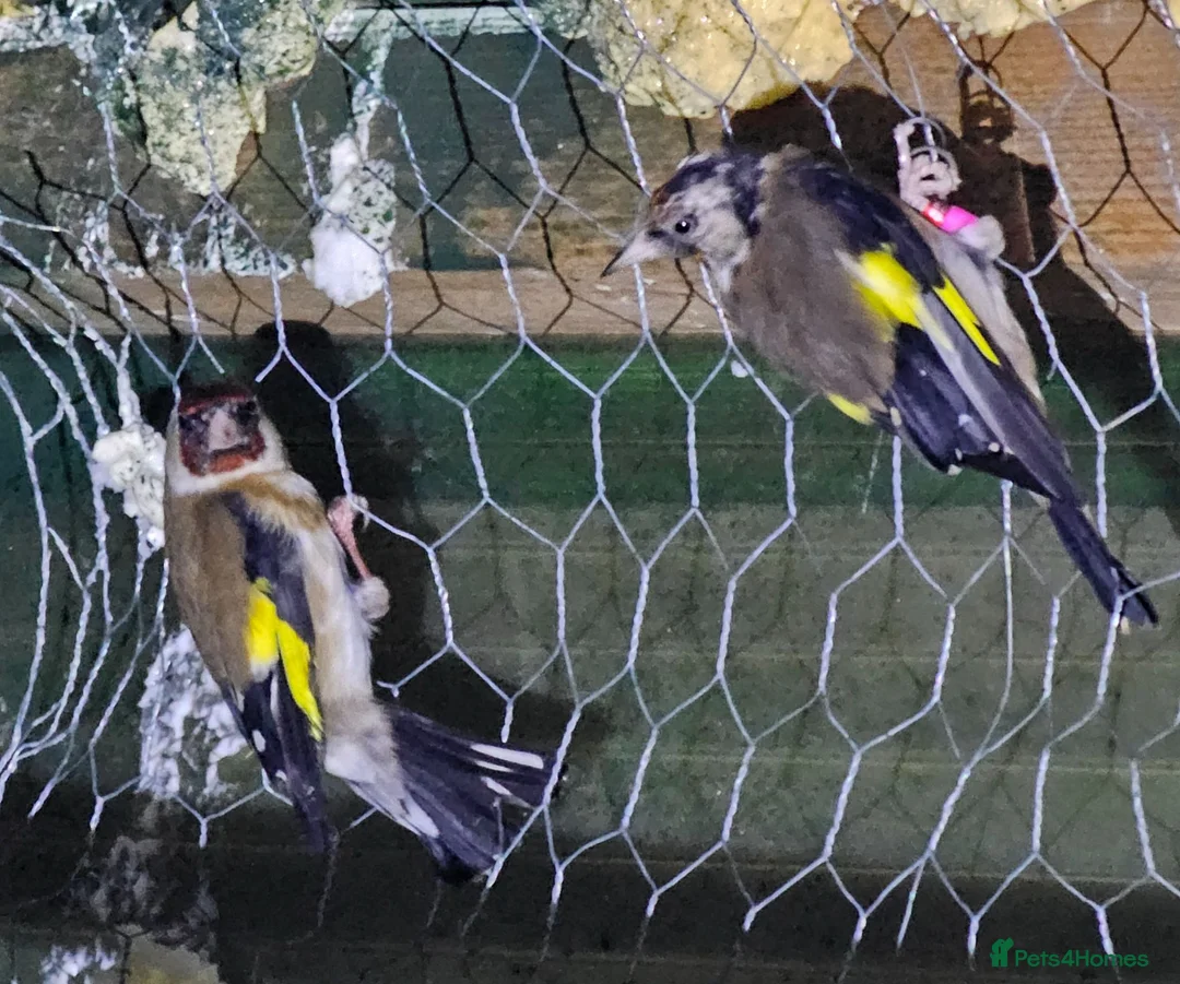 Mixed Breed birds for sale: Goldfinch  - Advert 1