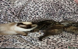 Perdoll cats for sale: Perdoll Kittens only boys - Image 7