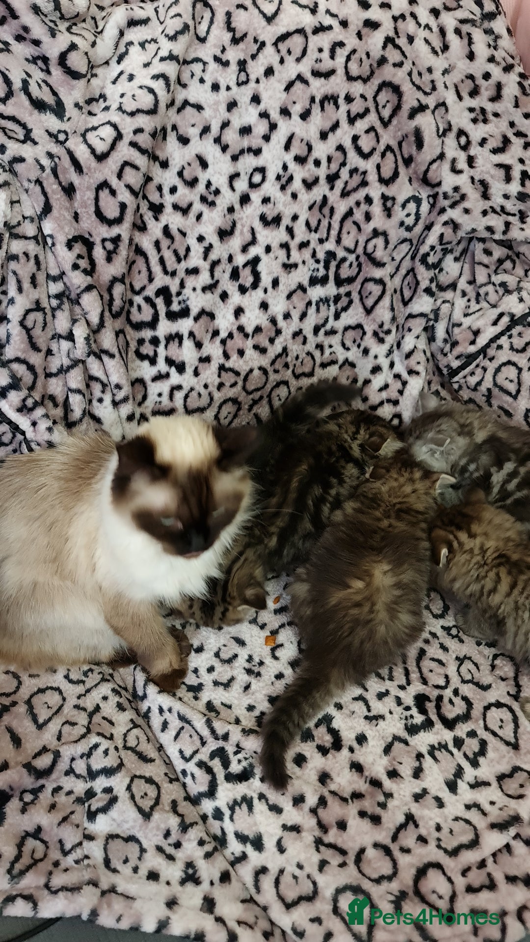 Perdoll cats for sale: Perdoll Kittens only boys - Image 7