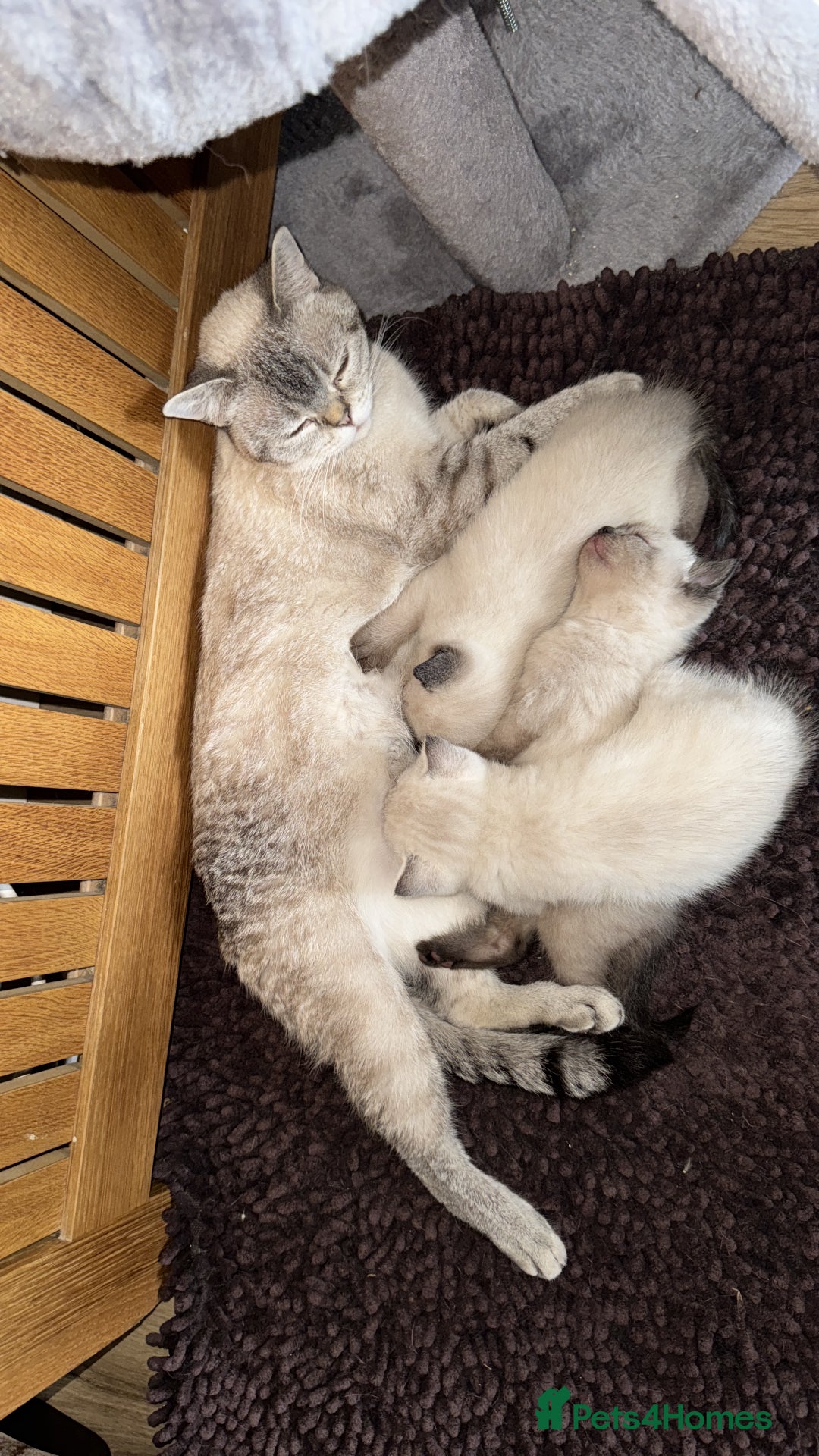 British Shorthair cats for sale: Pedigree British shorthair kitten seeks family  - Image 8