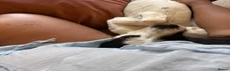 Mixed Breed dogs for sale: Diego - Advert 4