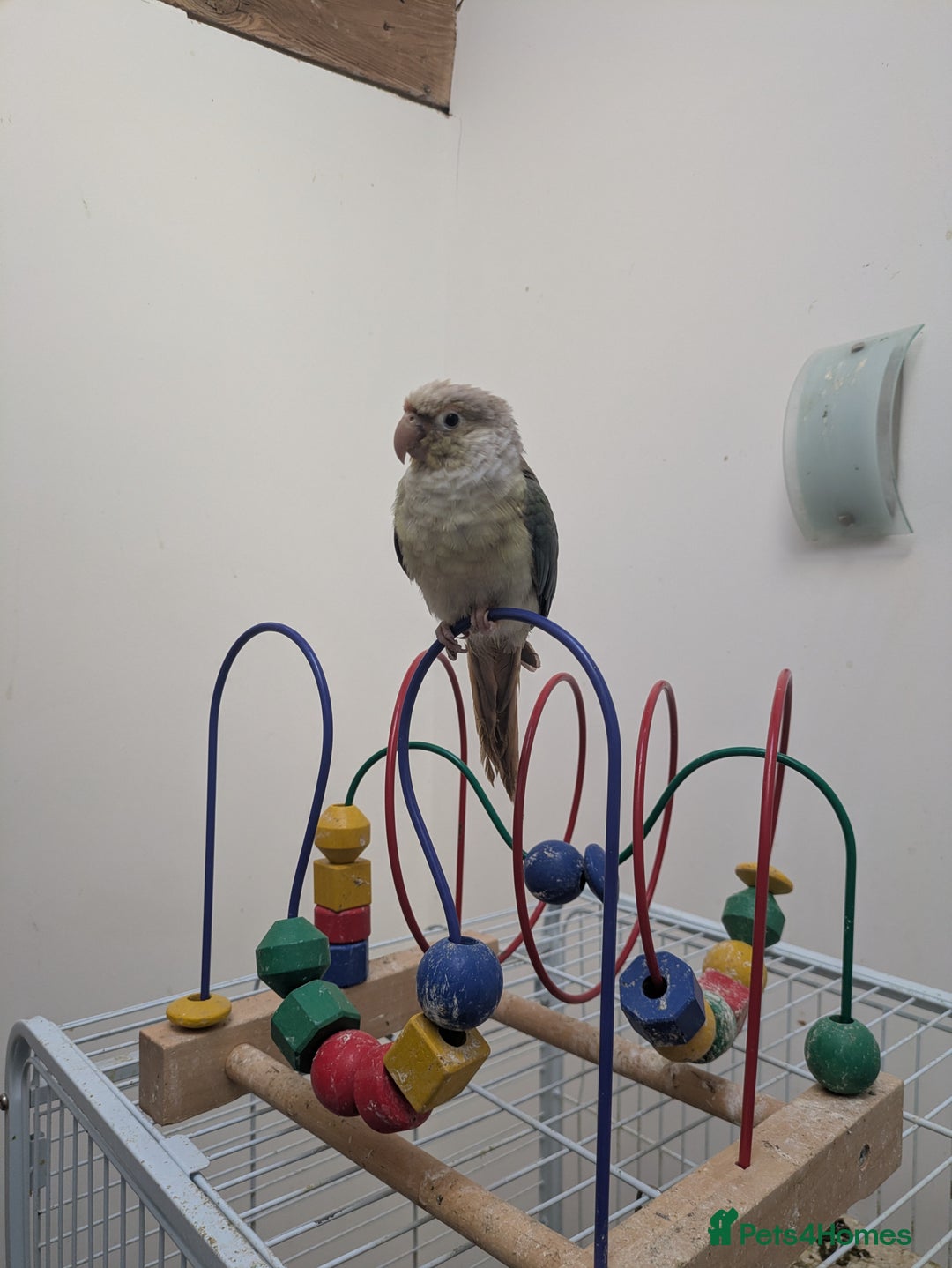 Conures birds for sale: Green cheek conures cinnamon and turquoise  - Advert 6