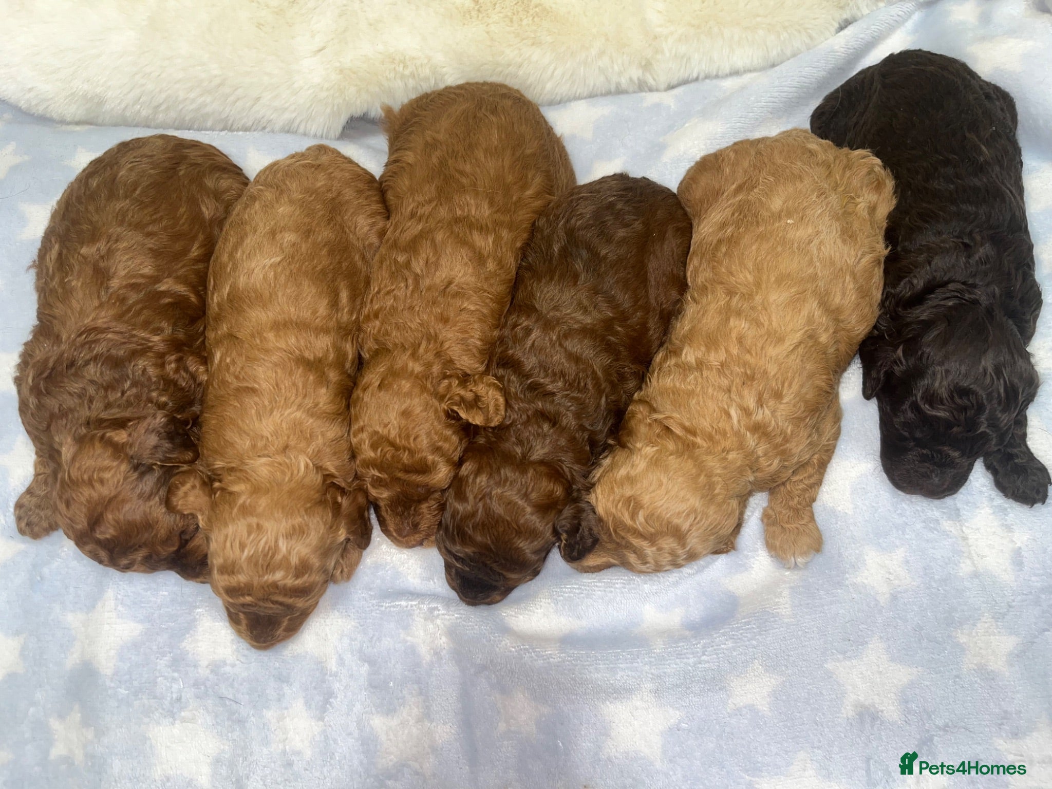 Cavapoochon dogs CAVAPOOCHON PUPPIES GIRLS/BOYS HEALTH TESTED - Advert 2