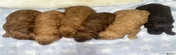 Cavapoochon dogs for sale: CAVAPOOCHON PUPPIES GIRLS/BOYS HEALTH TESTED - Advert 2