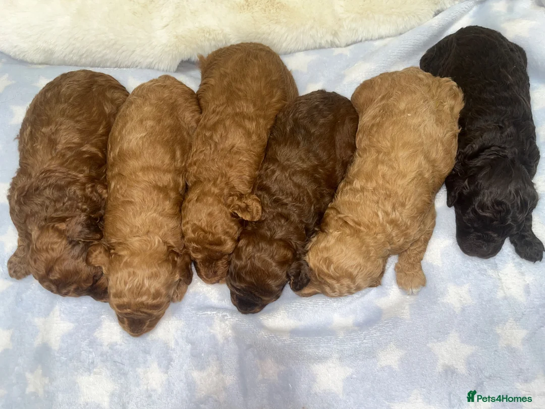 Cavapoochon dogs for sale: CAVAPOOCHON PUPPIES GIRLS/BOYS HEALTH TESTED - Advert 2