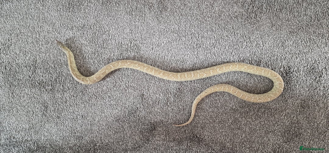 King Snake reptiles for sale: Hypo Florida Kingsnake, Male Adult - Image 5