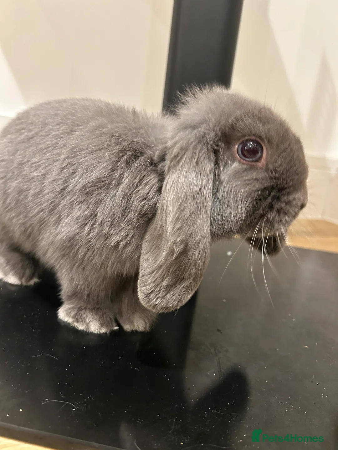 Mini Lop rabbits for sale: 4 month old grey female rabbit  - Advert 1