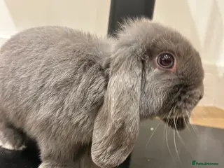 Mini Lop rabbits 4 month old grey female rabbit - Advert 4