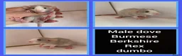 Rat rodents for sale: Adorable baby rats for sale  - Advert 20