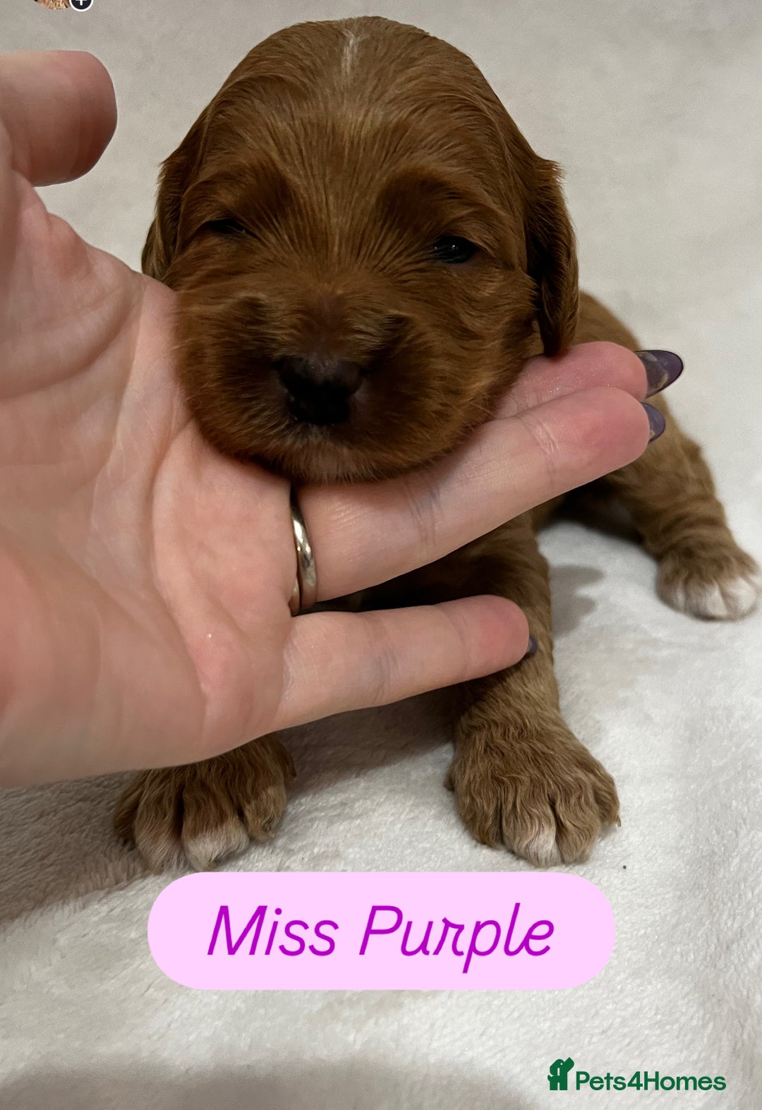 Australian Labradoodle dogs for sale: Quality Multigen Australian Labradoodle Puppies  - Advert 4