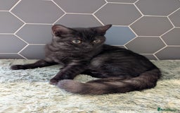 Selkirk Rex cats for sale: 😻 Stunning Selkirk Rex Mix Kittens 😻 - Image 28