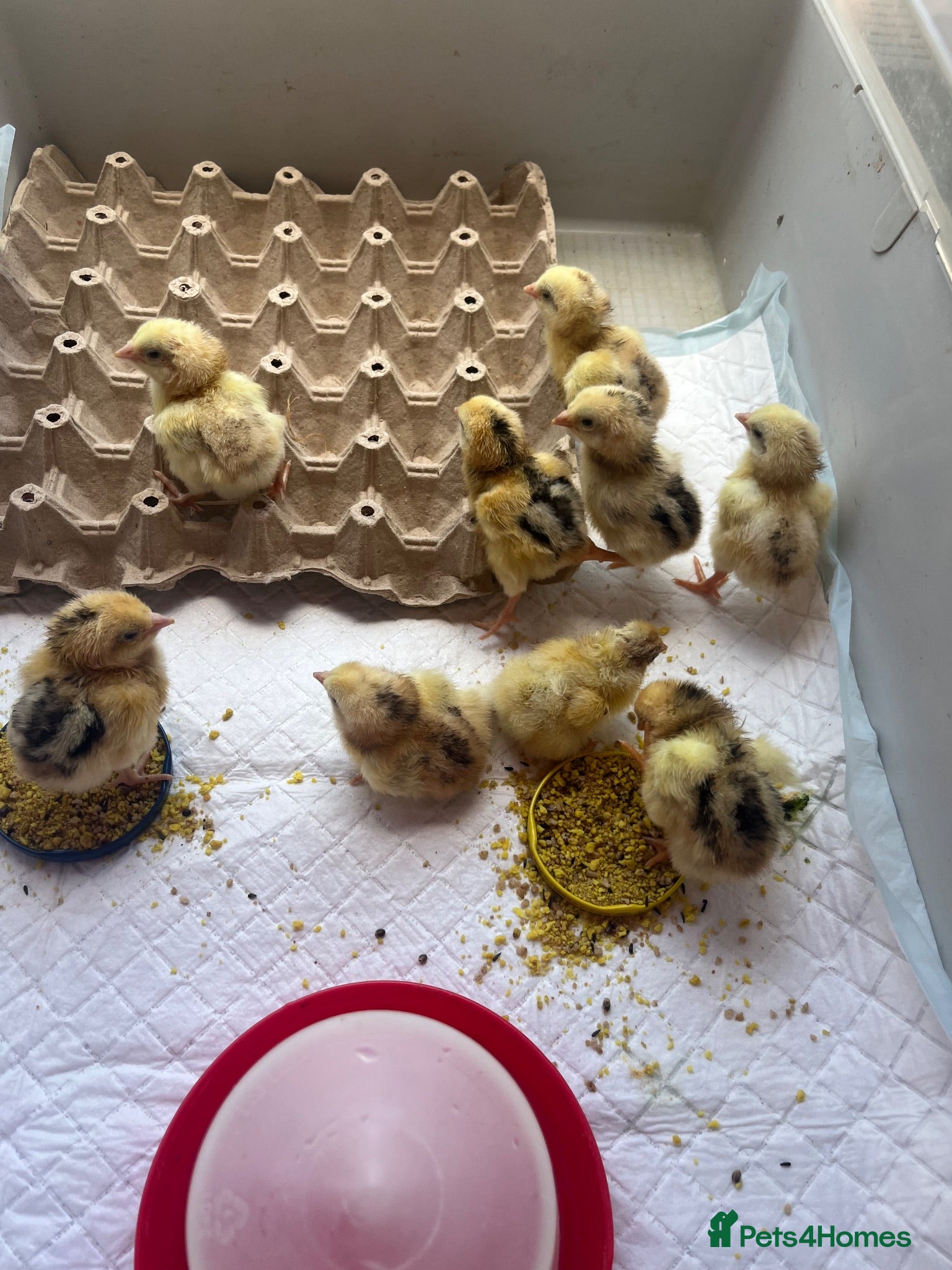 Chickens poultry Indian game chicks  - Advert 17