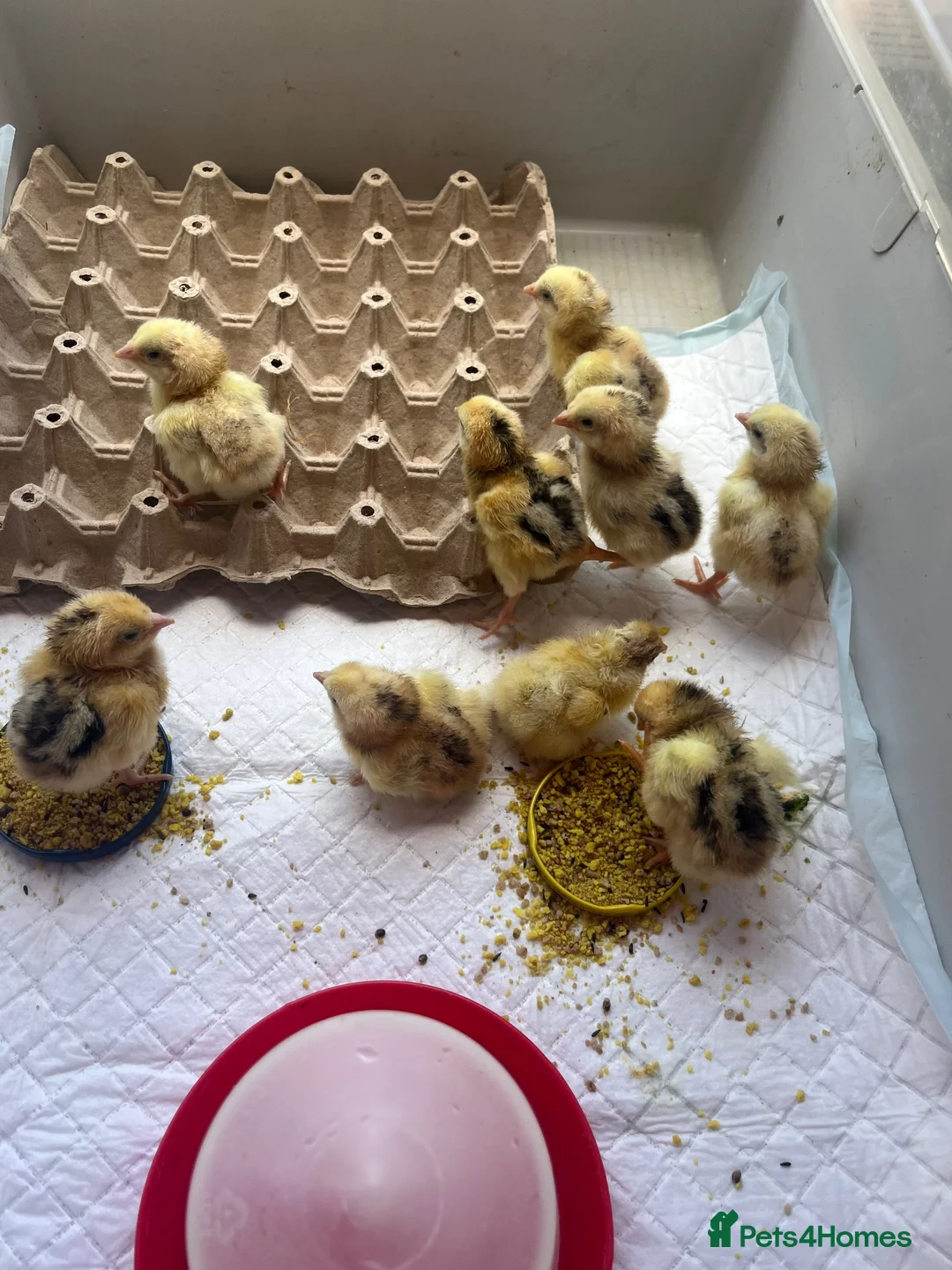 Chickens poultry for sale: Indian game chicks  - Advert 1