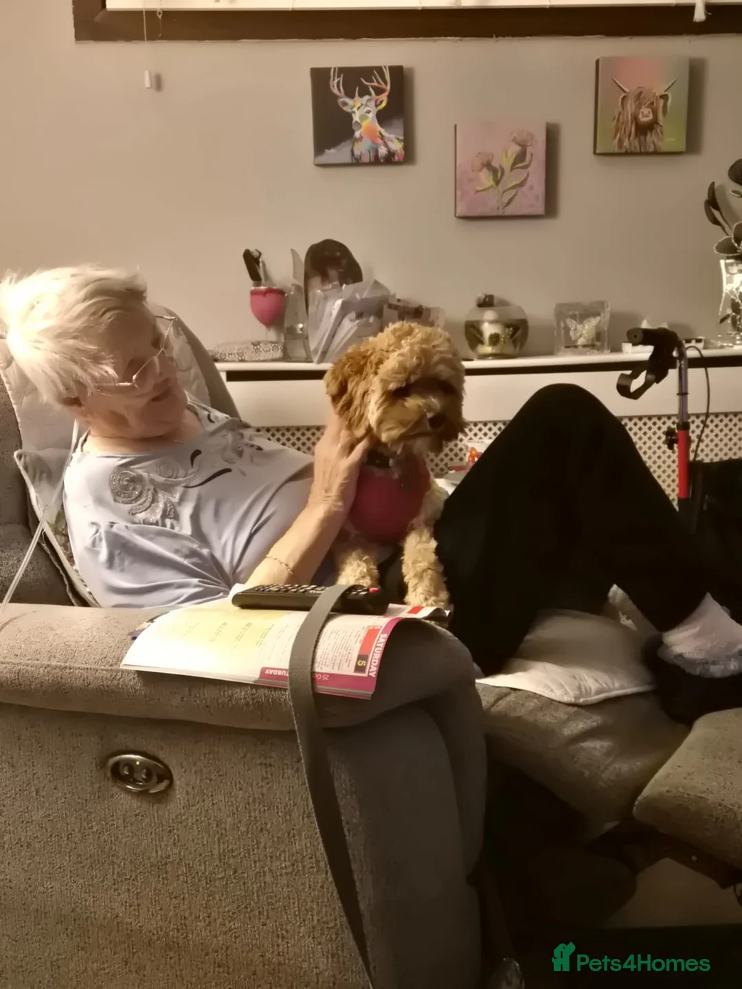 Cavapoo dogs for sale: River toy cavapoo - Advert 5