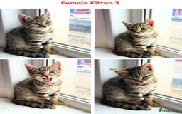 Mixed Breed cats for sale: Adorable Mixed Bengal Kittens- Dad 100% Bengal! - Image 4