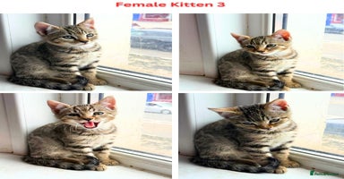 Mixed Breed cats Adorable Mixed Bengal Kittens- Dad 100% Bengal! - Advert 6