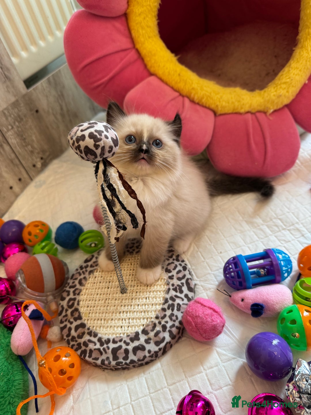 Ragdoll cats for sale: One Girl Available 🌸 - Image 17