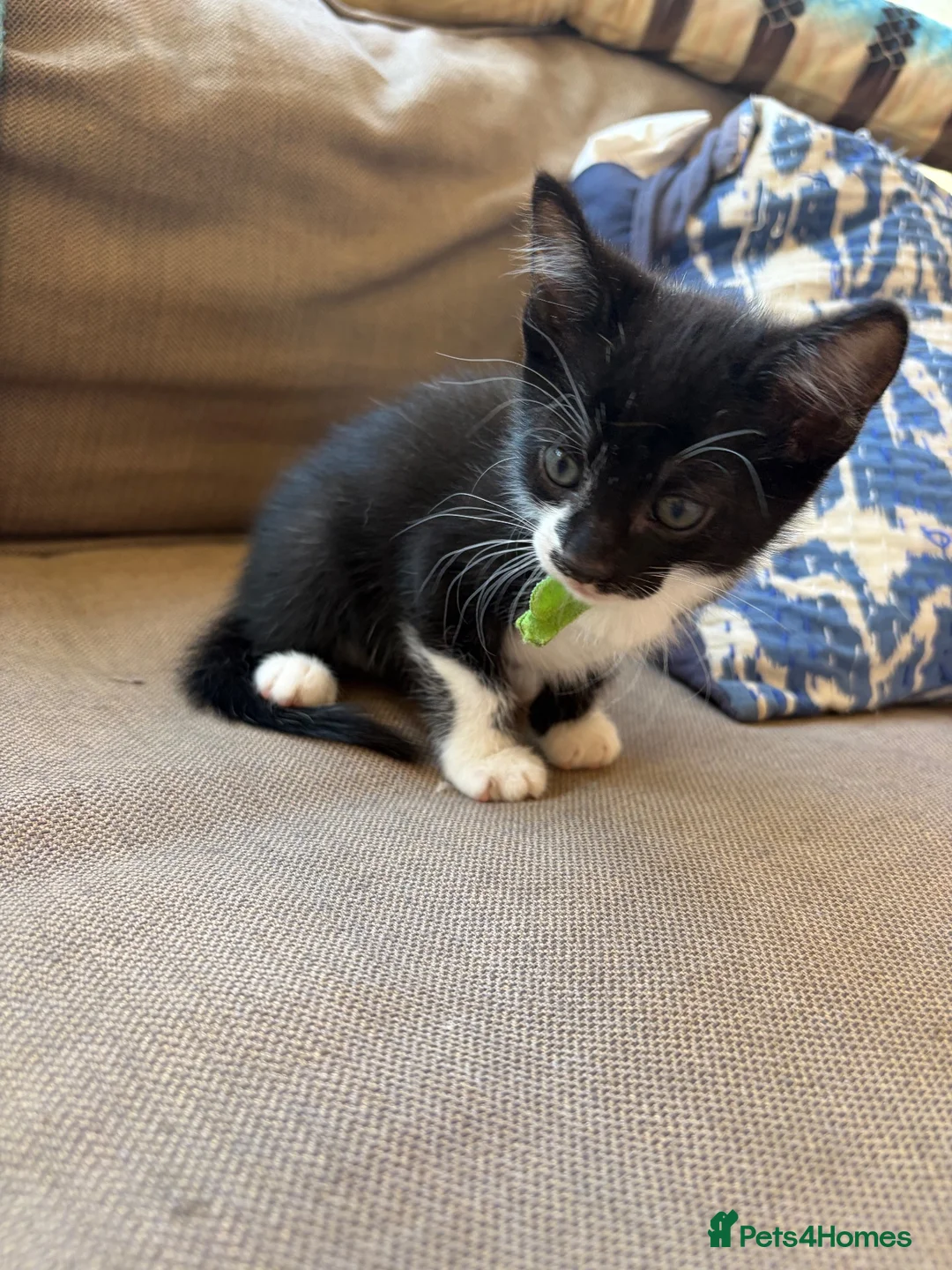 Mixed Breed cats for sale: Two little brothers looking for a lovely home  in Haddington - Advert 2