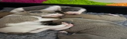 Whippet dogs for sale: Beautiful pedigree whippet puppies - Cornwall - Advert 3