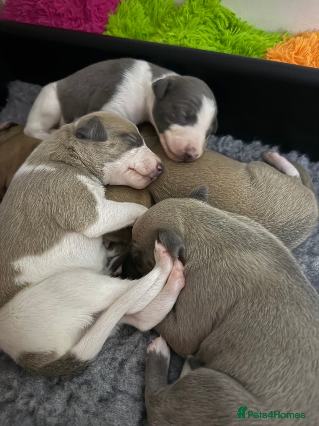 Whippet dogs for sale: Beautiful pedigree whippet puppies - Cornwall - Advert 3