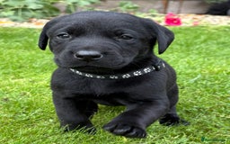 Labrador Retriever dogs for sale: Labrador Puppies - Image 13