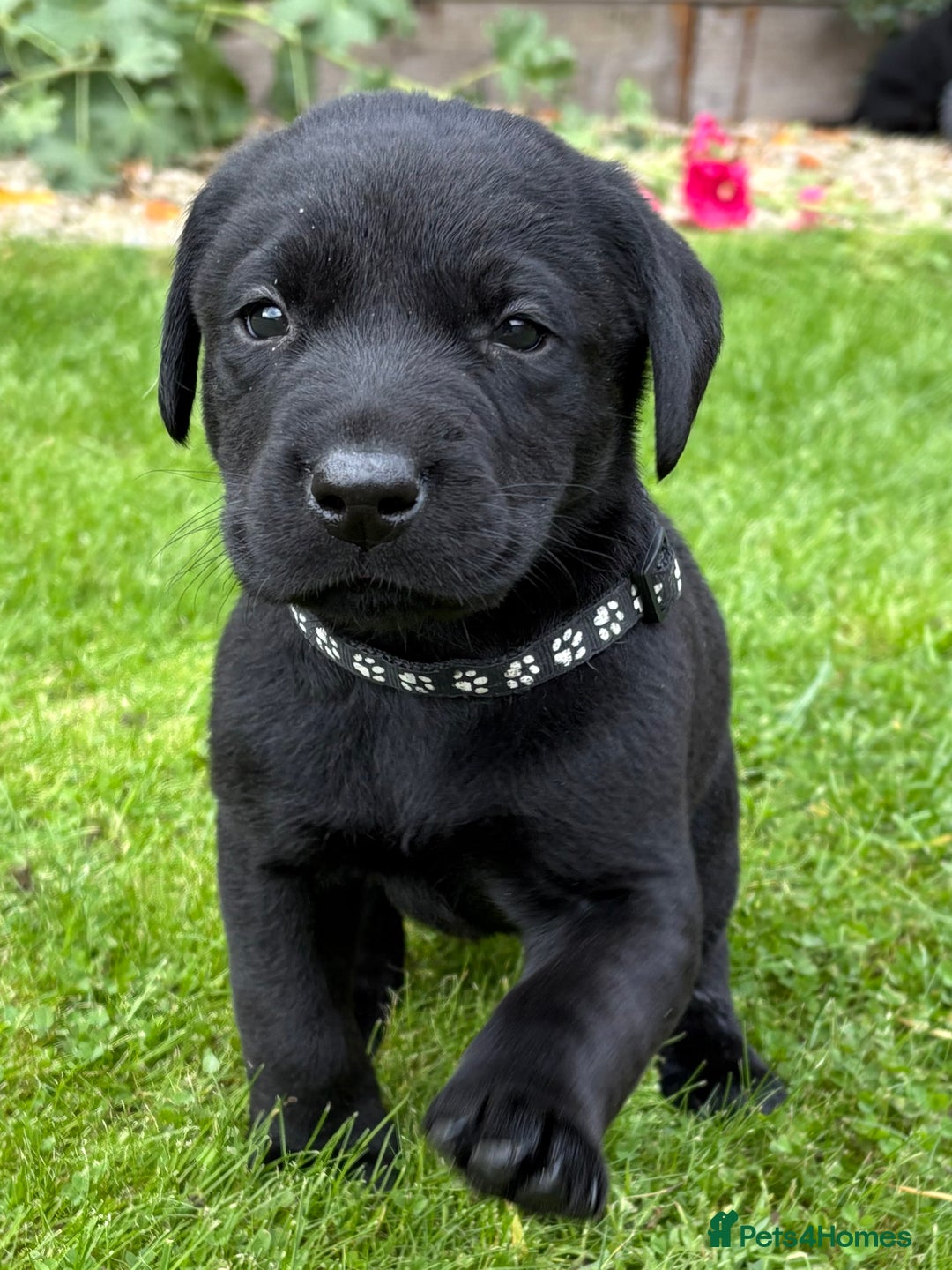Labrador Retriever dogs for sale: Labrador Puppies - Image 13