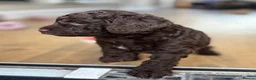 Cockapoo dogs for sale: 1x Chocolate  Female cockapoo  in Bolton - Advert 3