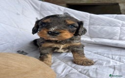 Cockapoo dogs for sale: Cockapoo puppies beautiful colours  - Image 15