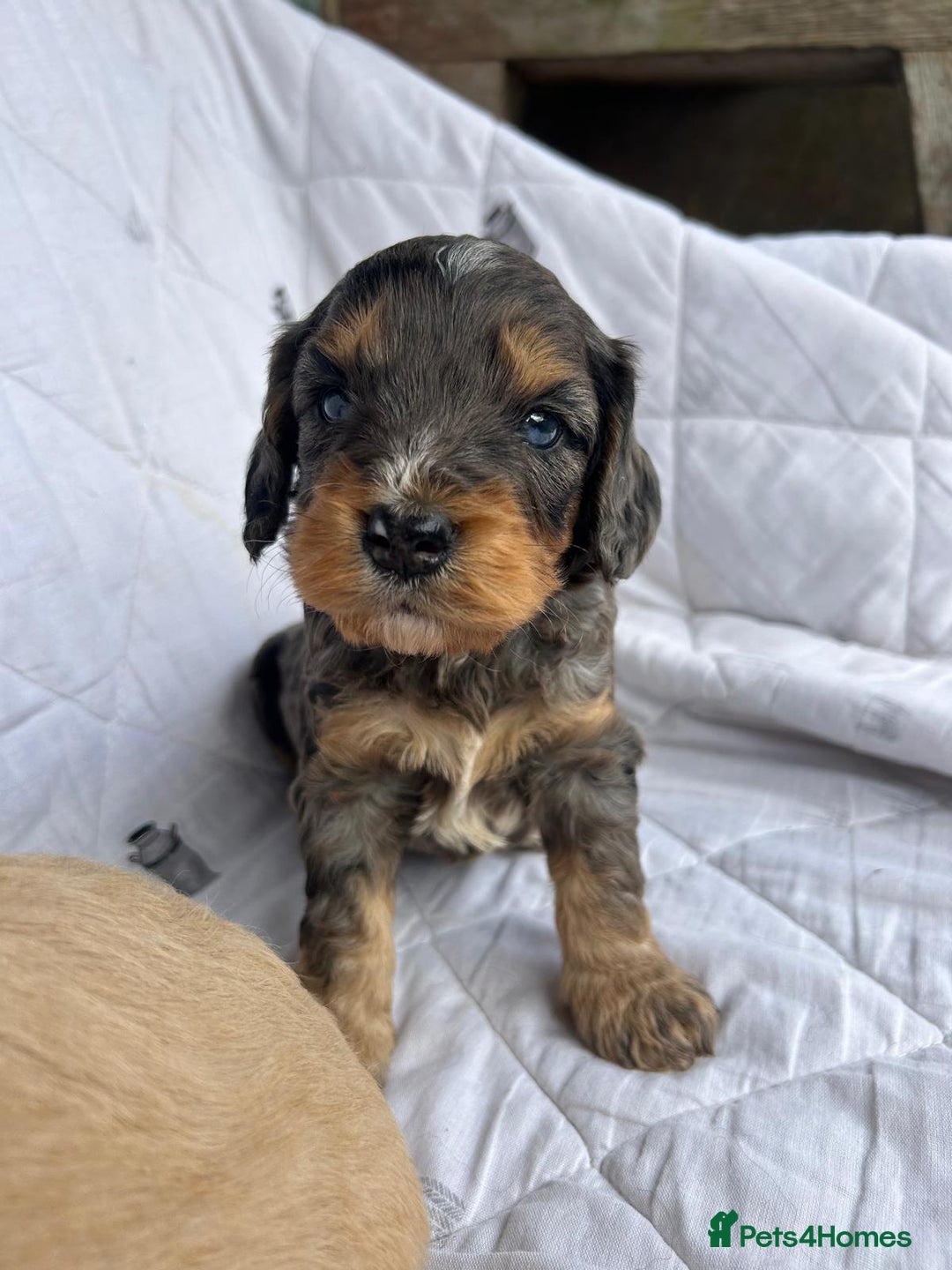 Cockapoo dogs for sale: Cockapoo puppies beautiful colours  - Image 15