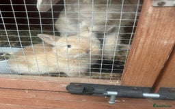 Netherland Dwarf rabbits for sale: Baby bunnies  - Image 3